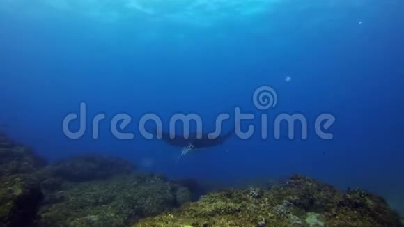 海龟和曼塔雷绿海龟或海龟美丽的蓝海海洋生物视频的预览图