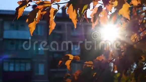 在秋天的一天太阳温暖的光线穿过树叶视频的预览图