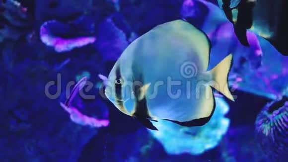 美丽的水下世界热带五颜六色的鱼在海底游泳视频的预览图