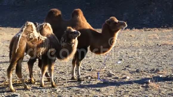 双峰骆驼及其小腿站立视频的预览图