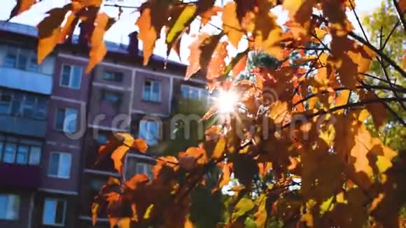 在秋天的一天太阳温暖的光线穿过树叶视频的预览图