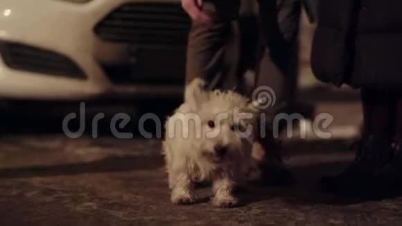 美丽的小白狗站在屋主旁边的寒冷的冬天的街道视频的预览图