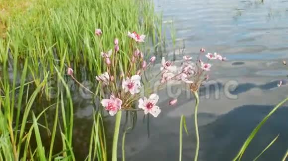 湖上的花视频的预览图