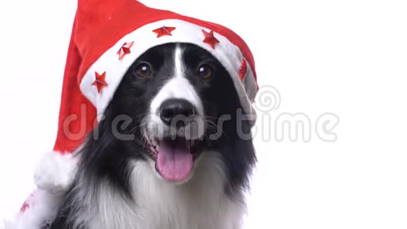可爱的黑白狗头上戴着圣诞帽闭上嘴视频的预览图