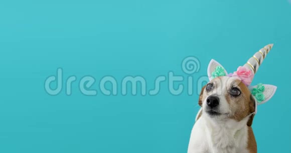 蓝色背景的搞笑独角兽小白狗视频的预览图