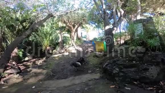 一对公鸡在户外树下打架视频的预览图