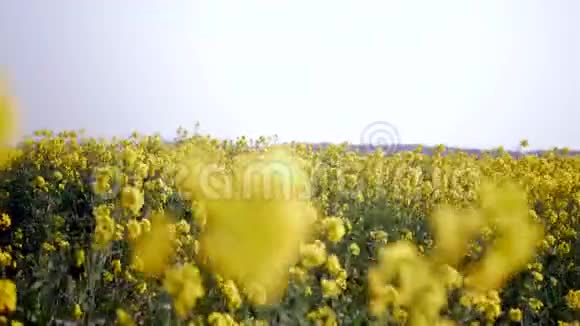 盛开的菜籽油田田间油菜开花的油菜籽视频的预览图
