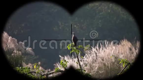 灰头鱼鹰戟天通过望远镜看到野生动物野生动物园观鸟视频的预览图