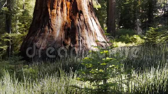 年轻的红杉幼苗和巨大的红杉视频的预览图