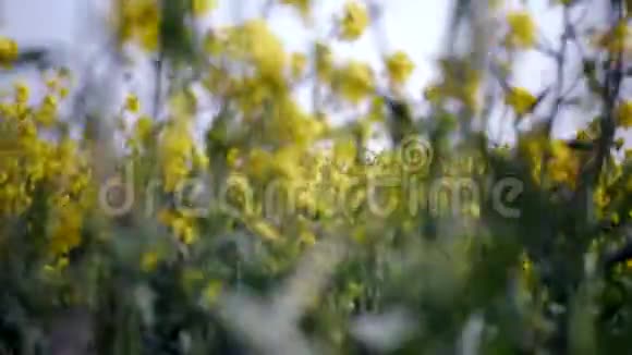 盛开的菜籽油田田间油菜开花的油菜籽视频的预览图