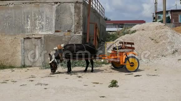 驴与推车在沙滩上等待顾客视频的预览图