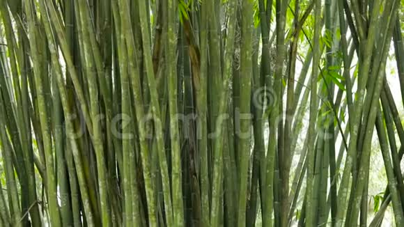 林中绿竹树视频的预览图