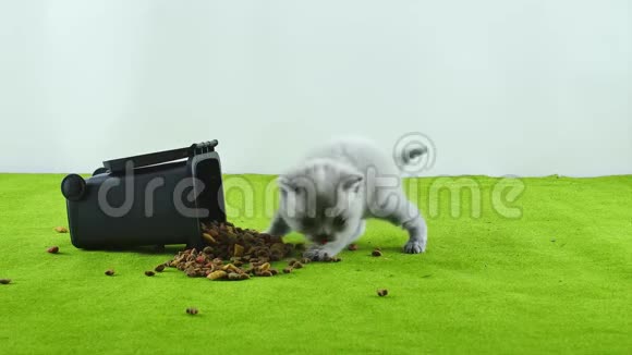 小猫在垃圾桶玩具里吃东西视频的预览图