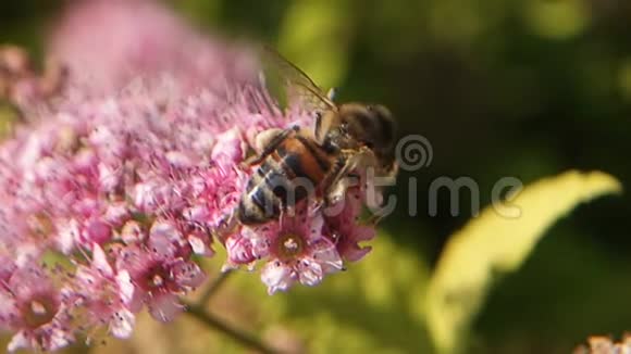 美丽的粉红色花朵上蜜蜂的慢镜头视频的预览图