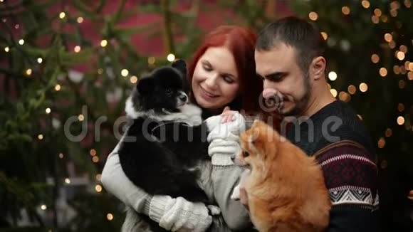 一对白种人的年轻夫妇和这对狗玩得很开心灯光和圣诞树在背景上视频的预览图
