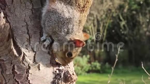 松鼠头灰松鼠吃视频的预览图