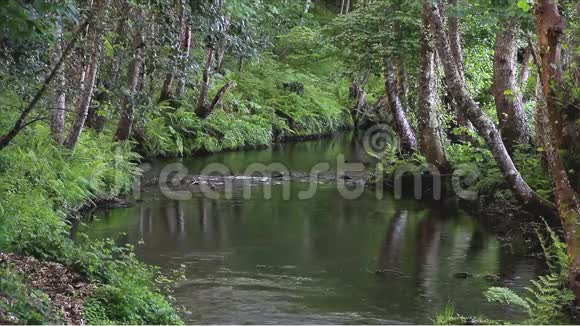 在一片幽深的森林里用一股缓缓的小溪着视频的预览图