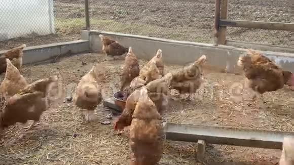 和母鸡喂食视频的预览图