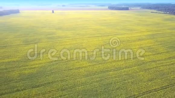 上次飞行在黄色的田野上远处的树林视频的预览图