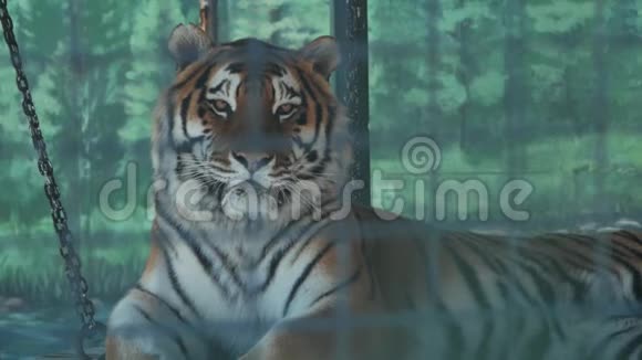东北虎躺在动物园的笼子里视频的预览图