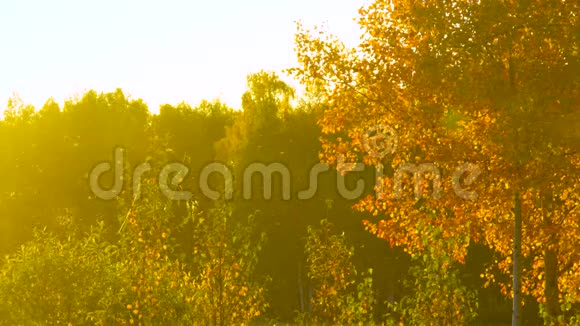 暖夜林中金桦树的秋意视频的预览图