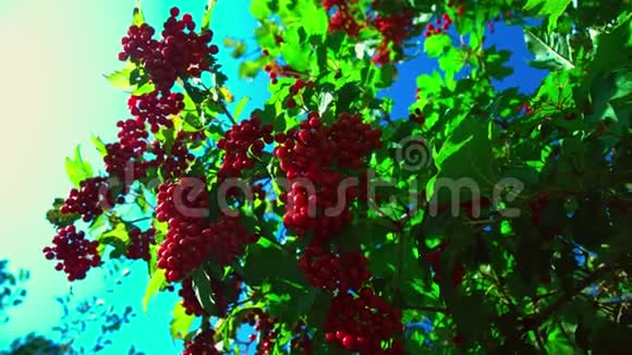 风摇动大灌木有红色的振动束视频的预览图