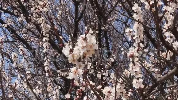 杏树春暖花开视频的预览图