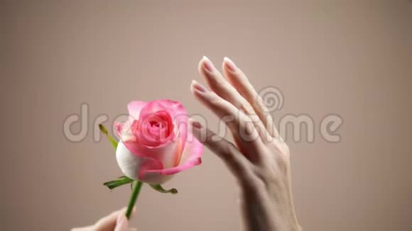 女性的双手在米色背景上抚摸一朵粉红色的玫瑰温柔和性感复制空间视频的预览图