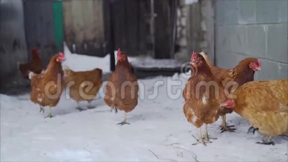 小鸡在雪地上行走蛋鸡在院子里过冬视频的预览图