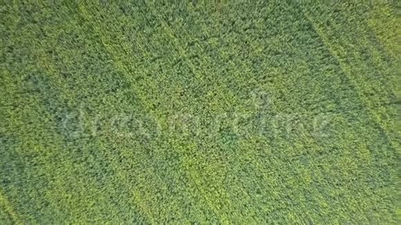 在一望无垠的绿色麦田上空缓慢垂直飞行视频的预览图