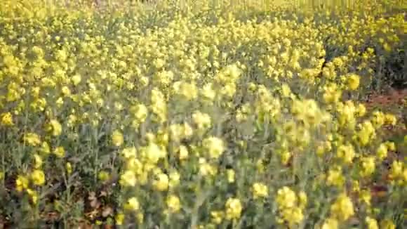 盛开的菜籽油田田间油菜开花的油菜籽视频的预览图