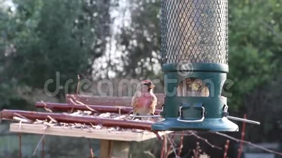林网饲养园鸟视频的预览图