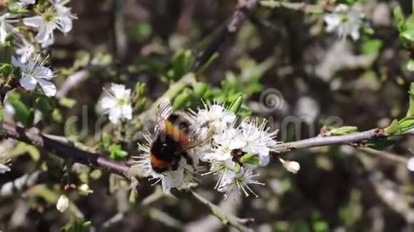 大黄蜂花飞舞视频的预览图