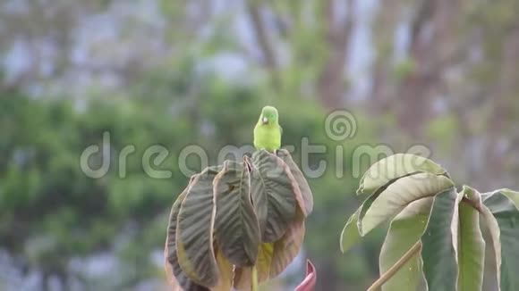 布吉鹦鹉自然树视频的预览图