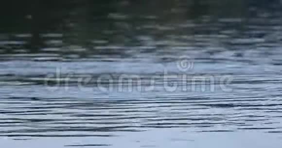平静的河流背景视频的预览图