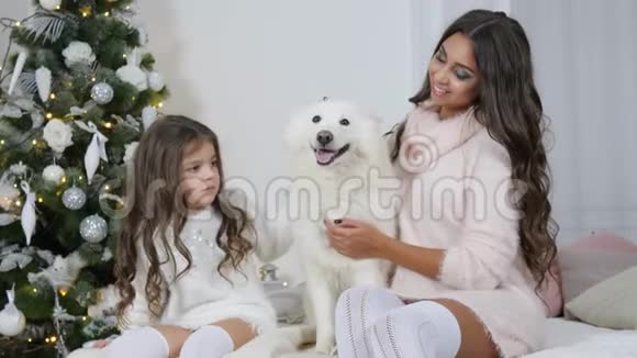 姐妹们正坐在沙发上抱着一只圣诞狗在一棵圣诞树的背景下在摄像机上摆姿势视频的预览图