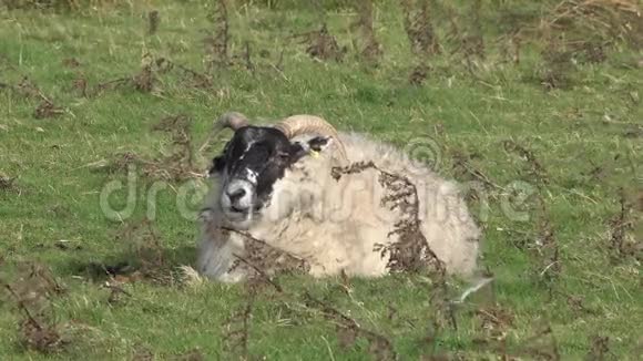 有大角的羊巴克拉姆在苏格兰的斯凯岛视频的预览图