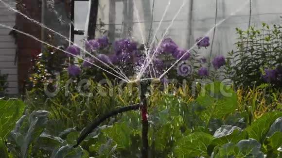 夏天花园里房子的花园里浇水视频的预览图