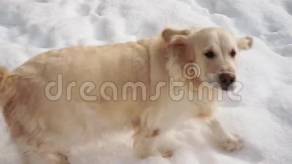 大自然中的宠物一只美丽的金毛猎犬坐在冬天白雪覆盖的森林里慢动作视频视频的预览图