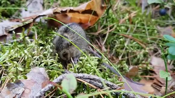 美丽的田野老鼠坐在苔藓和树枝上吃东西视频的预览图