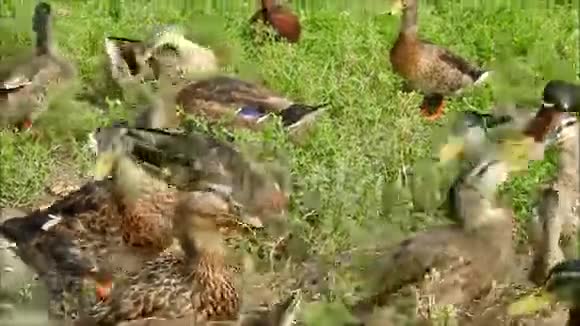 草丛中的鸭子视频的预览图