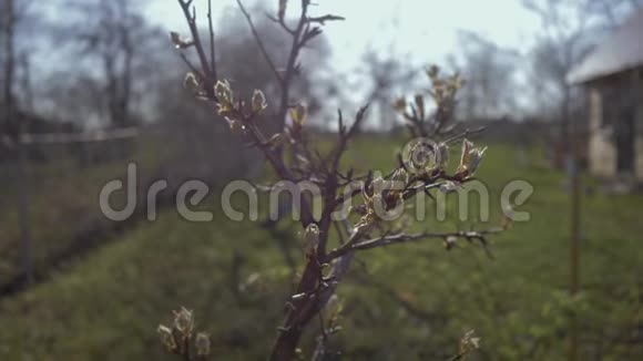 美丽的花蕾和第一张梨树在花园里特写4K视频的预览图