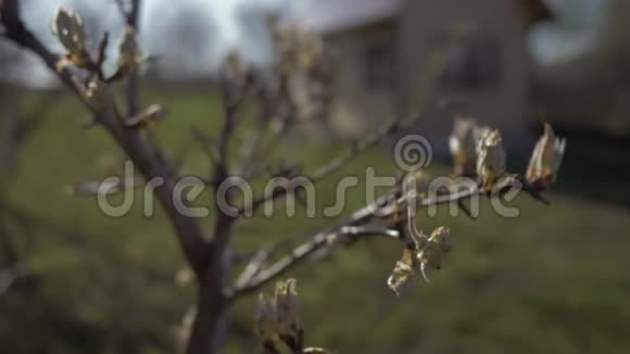 美丽的花蕾和第一张梨树在花园里特写4K视频的预览图