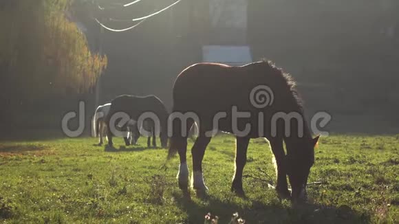 三匹马在草坪上嚼草慢动作视频的预览图