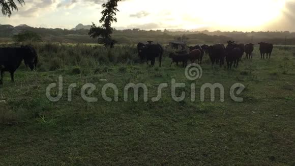 夏威夷考艾岛春季日落时的奶牛视频的预览图