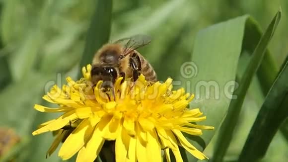 蒲公英上的蜜蜂视频的预览图