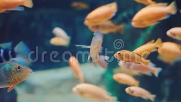 五颜六色的鱼在水族馆的水下游泳关闭水族馆中的视频的预览图