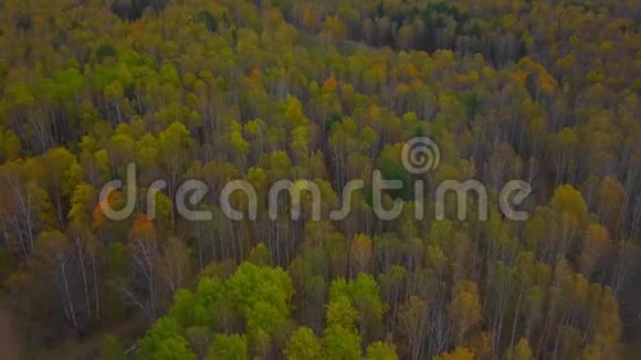 秋天的白桦林披风飞上七彩黄叶落叶落林鸟瞰图视频的预览图