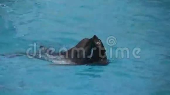 海豚和海豹视频的预览图