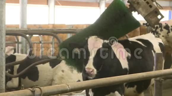 牲畜农场的奶牛自动按摩刷视频的预览图